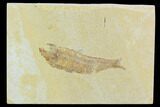 Bargain Fossil Fish (Knightia) - Wyoming #120003-1